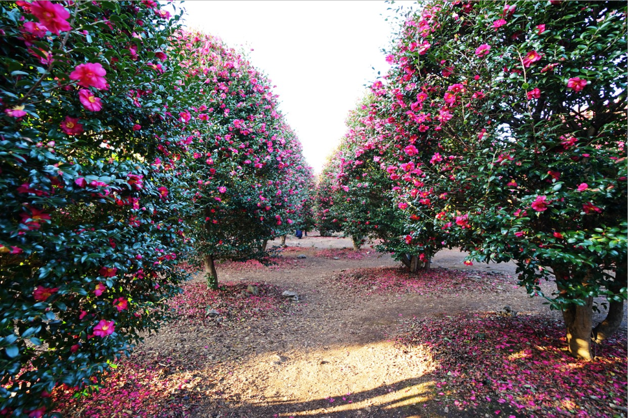 Camellia Hill山茶花之丘-【季節限定】12-2月賞山茶花